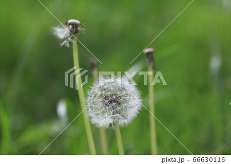 綿毛 綿毛 66630116