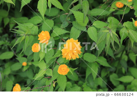 ヤマブキ 66630124