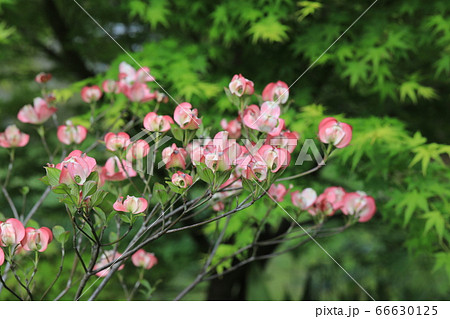 ハナミズキ 66630125