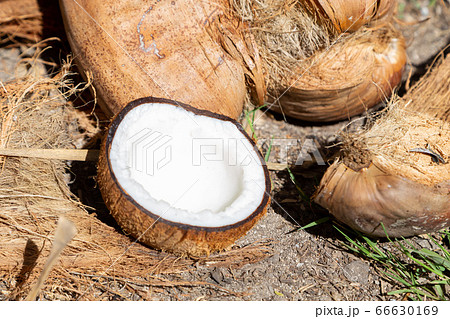 ココナッツ 66630169