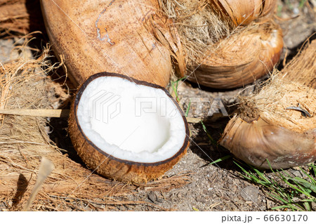 ココナッツ 66630170