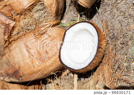 ココナッツ ココナッツ 66630171