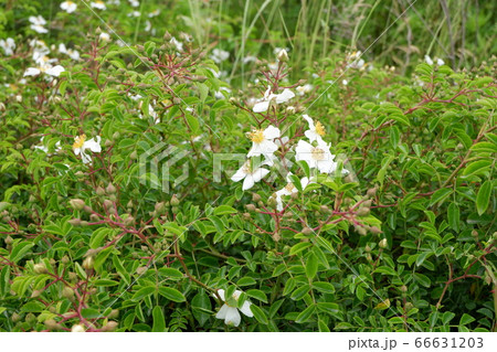 野ばら 照葉野ばら 野ばら 照葉野ばら 66631203
