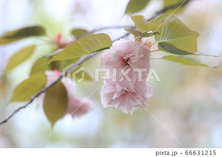 さくら さくら 66631215