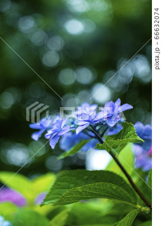 額紫陽花とボケ 66632074