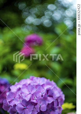 紫色のアジサイと丸ボケ 66632422