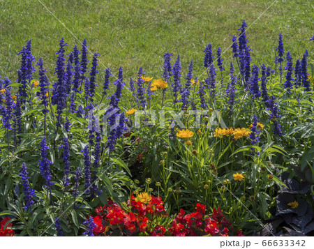 colourful blue red yellow flower floral bed colourful blue red yellow flower floral bed 66633342