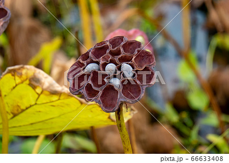 熟したハスの実 種有 蓮畑 秋 66633408