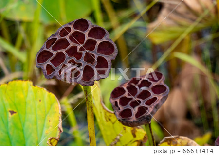 熟した蓮の実 種なし 蓮畑 66633414