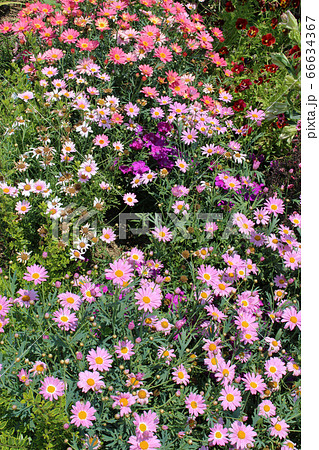 桃色の小さな菊の花畑 66634367