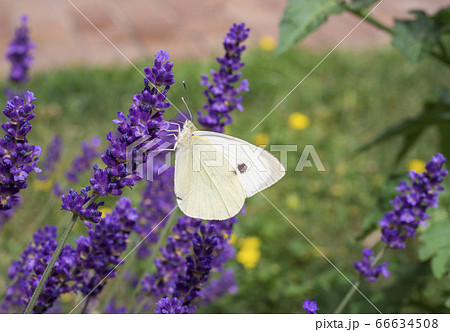 the large white cabbage butterfly, cabbage white, 66634508