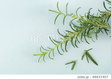 Herbal cosmetic concept, inner or skin beauty care 003 66635407