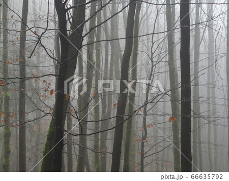 misty november mysterious beech tree forest after 66635792