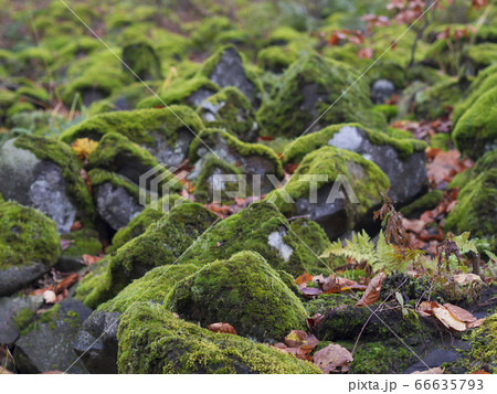 close up basalt stones covered green moss and 66635793