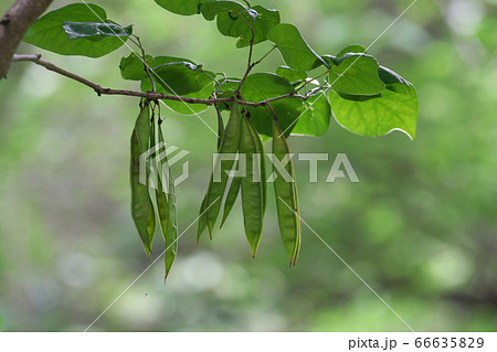 内部の種子が育ち始めているのが透けて見えるハナズオウの豆果 内部の種子が育ち始めているのが透けて見えるハナズオウの豆果 66635829