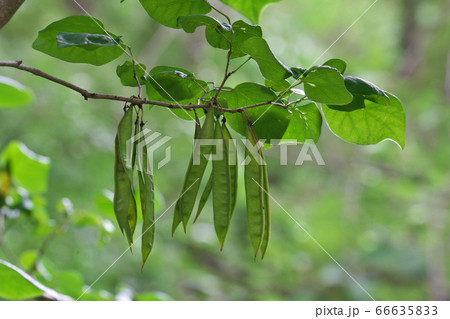 内部の種子が育ち始めているのが透けて見えるハナズオウの豆果 内部の種子が育ち始めているのが透けて見えるハナズオウの豆果 66635833