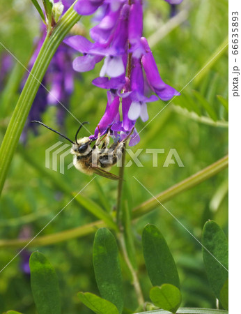 ニッポンヒゲナガハナバチ 仰向けになってナヨクサフジの蜜を集める ニッポンヒゲナガハナバチ 仰向けになってナヨクサフジの蜜を集める 66635893