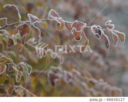 first frost - close up rime frozen autumn color first frost - close up rime frozen autumn color 66636127