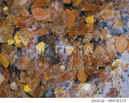 colorful autumn fallen wet beech and birch leaves colorful autumn fallen wet beech and birch leaves 66636129