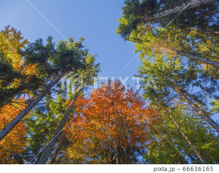look up at colorful autumn color tall trees crowns look up at colorful autumn color tall trees crowns 66636165
