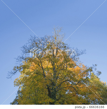 autumn big yellow orange maple tree on blue sky autumn big yellow orange maple tree on blue sky 66636166