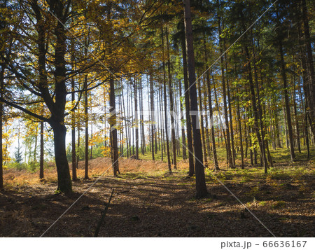 colorful autumn deciduous beech tree and spruce colorful autumn deciduous beech tree and spruce 66636167