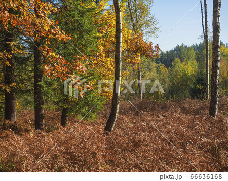colorful autumn deciduous birch tree and beech colorful autumn deciduous birch tree and beech 66636168