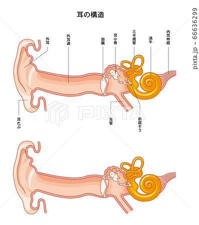 耳の構造 耳の構造 66636299