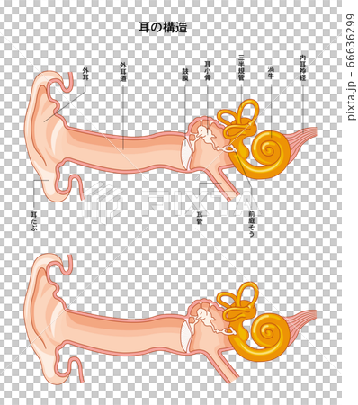 耳の構造 耳の構造 66636299