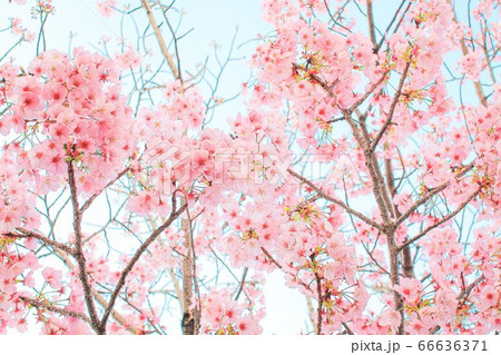 陽光桜 66636371