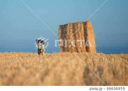 Front view of setter running 66636959