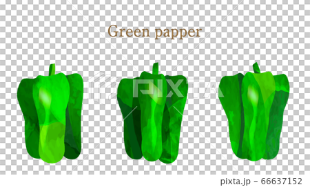Illustration of summer vegetables-green pepper Illustration of summer vegetables-green pepper 66637152