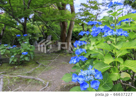 勧修寺の新緑と満開の紫陽花 勧修寺の新緑と満開の紫陽花 66637227