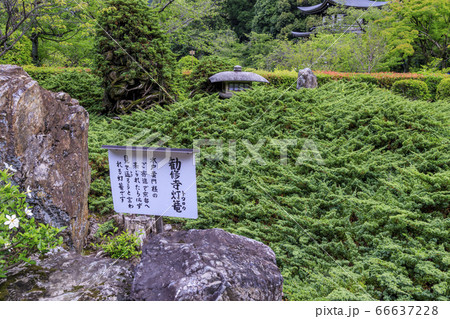 勧修寺の新緑と満開の紫陽花 66637228
