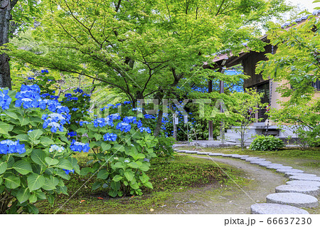 勧修寺の新緑と満開の紫陽花 勧修寺の新緑と満開の紫陽花 66637230