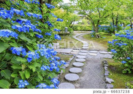 勧修寺の新緑と満開の紫陽花 勧修寺の新緑と満開の紫陽花 66637238