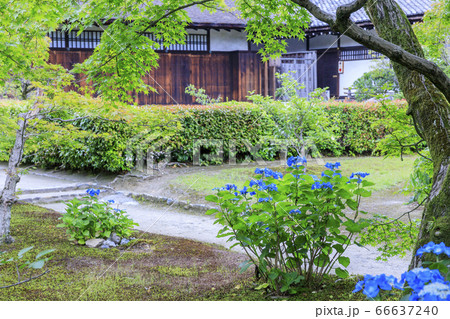 勧修寺の新緑と満開の紫陽花 66637240