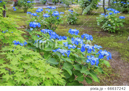 勧修寺の新緑と満開の紫陽花 66637242