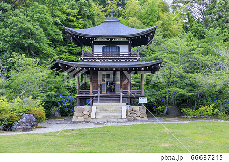 勧修寺の新緑と満開の紫陽花 66637245