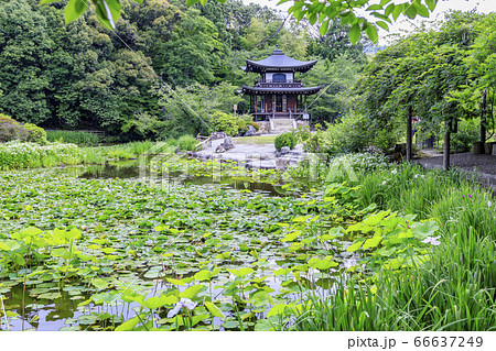 勧修寺の新緑と満開の紫陽花 66637249