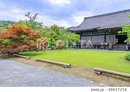勧修寺の新緑と満開の紫陽花 勧修寺の新緑と満開の紫陽花 66637258