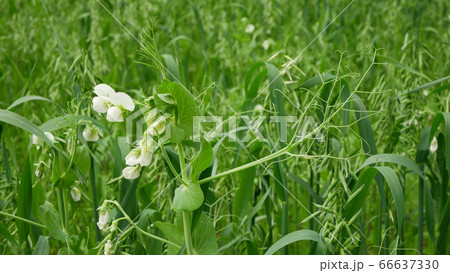 Peas and oats detail green fertilization mulch field tendrils soil nutrition for crops green manure farming organic, important agricultural production, cover crop agricultute, pea Pisum sativum Peas and oats detail green fertilization mulch field tendrils soil nutrition for crops green manure farming organic, important agricultural production, cover crop agricultute, pea Pisum sativum 66637330