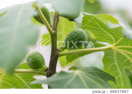 イチジクの青い実 イチジクの青い実 66637867