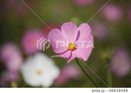 秋桜の花 コスモス 秋桜 秋の花の写真素材