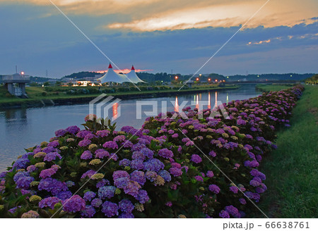 夕暮れの道の駅 多古あじさい館のアジサイ 66638761