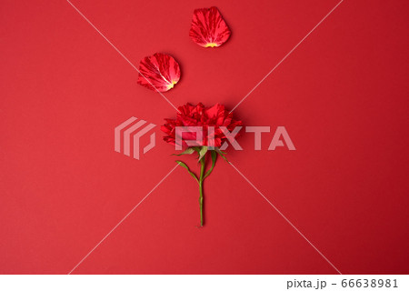 blooming red rose with a green stem on a red 66638981