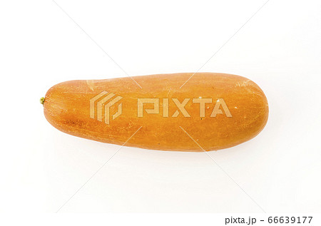 モーウイ(赤毛瓜) モーウイ(赤毛瓜) 66639177