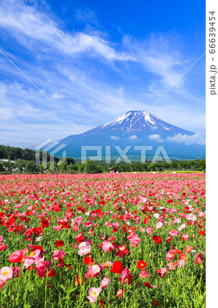 ポピー（ヒナゲシ）のお花畑　山中湖花の都公園 66639454