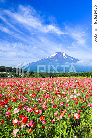 ポピー（ヒナゲシ）のお花畑　山中湖花の都公園 66639455