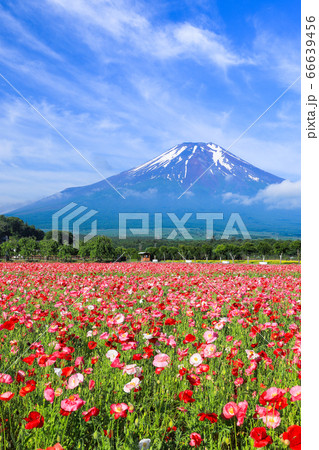 ポピー（ヒナゲシ）のお花畑　山中湖花の都公園 66639456